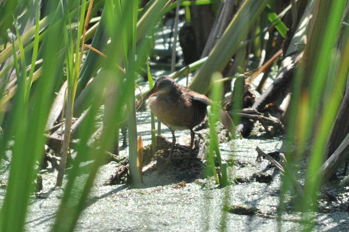 Virginia Rail - ML609898594