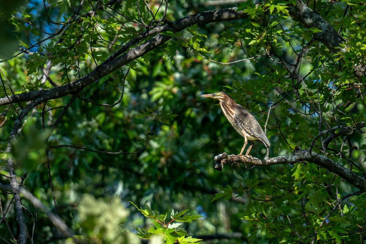 Green Heron - ML609898657