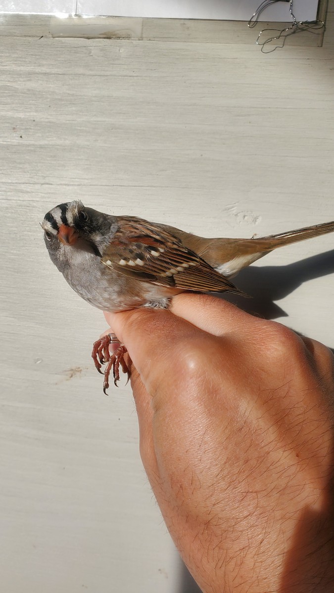 White-crowned x White-throated Sparrow (hybrid) - ML609898666