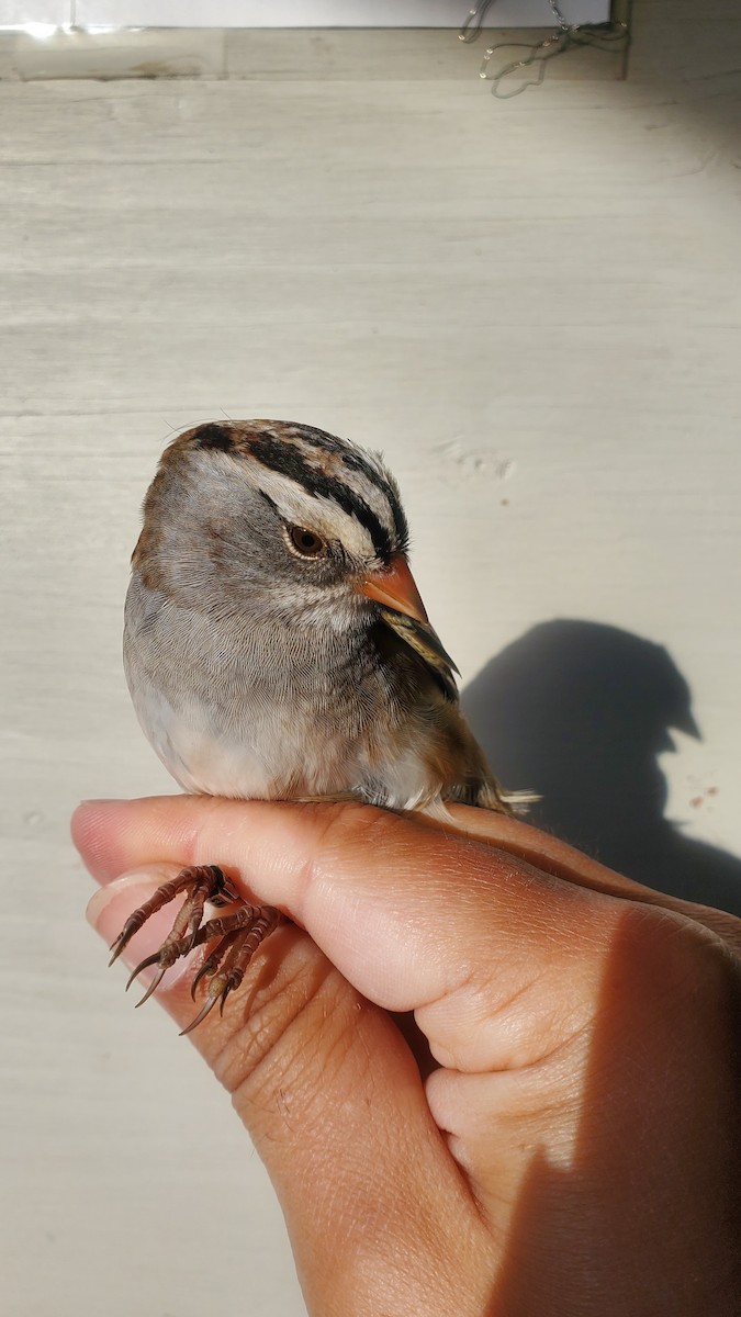 White-crowned x White-throated Sparrow (hybrid) - ML609898668