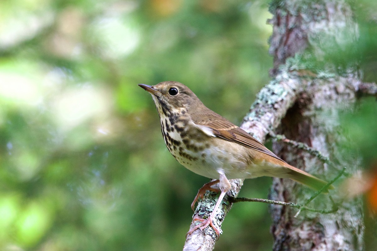 Hermit Thrush - ML609898691