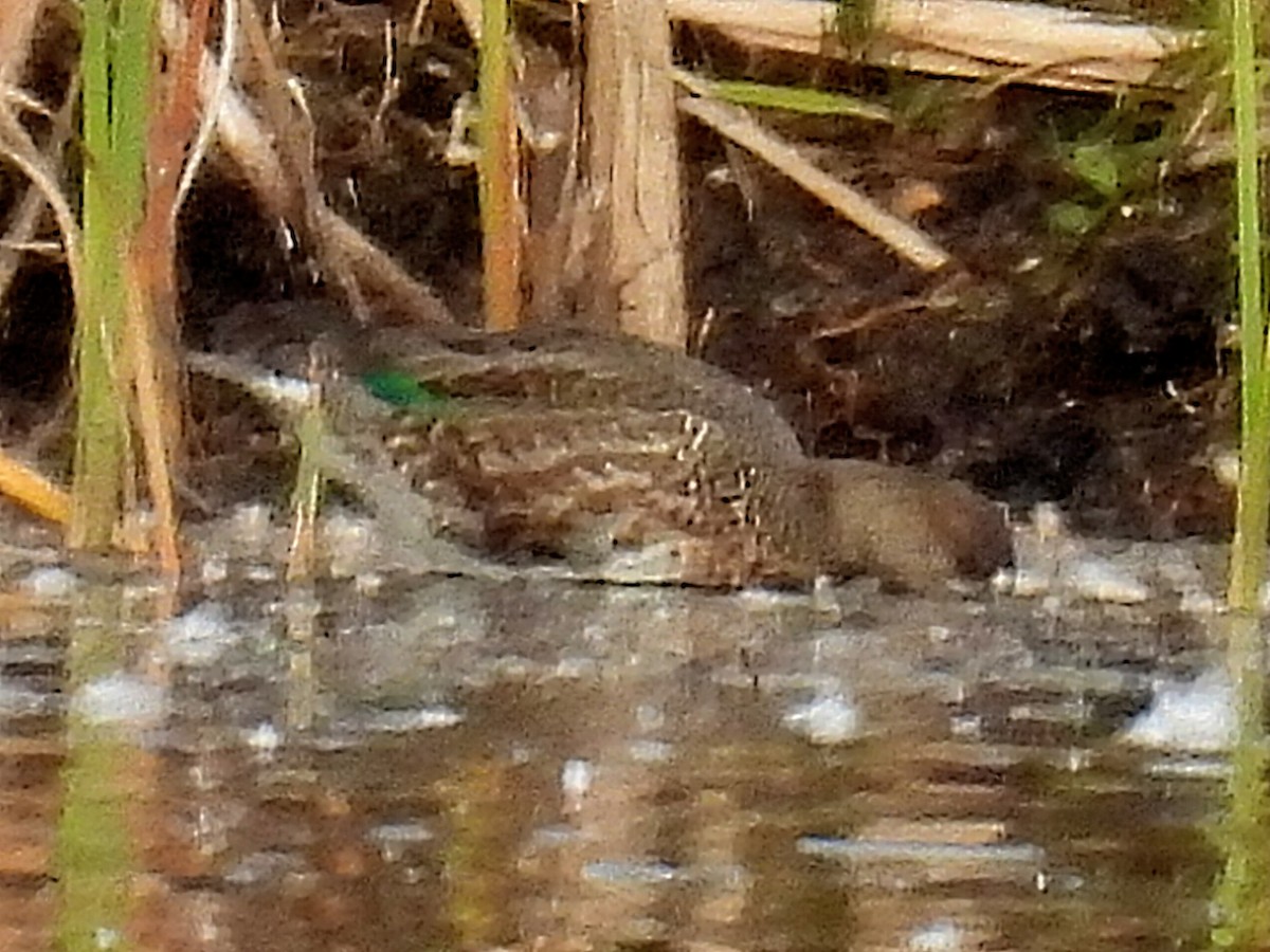 Green-winged Teal - ML609898732