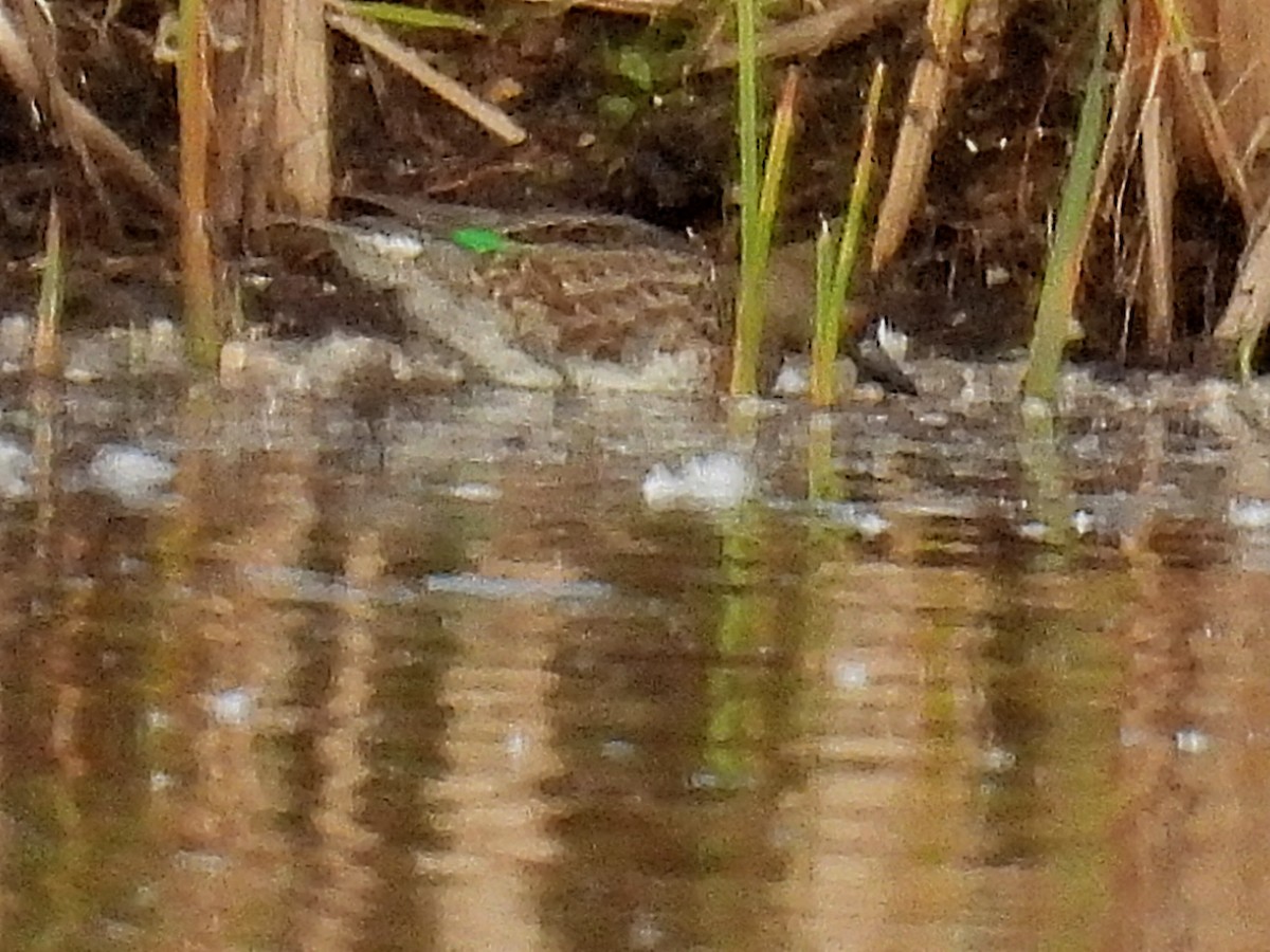 Green-winged Teal - ML609898735