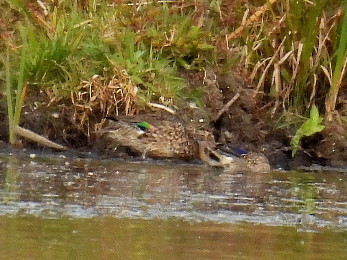 Green-winged Teal - ML609898736