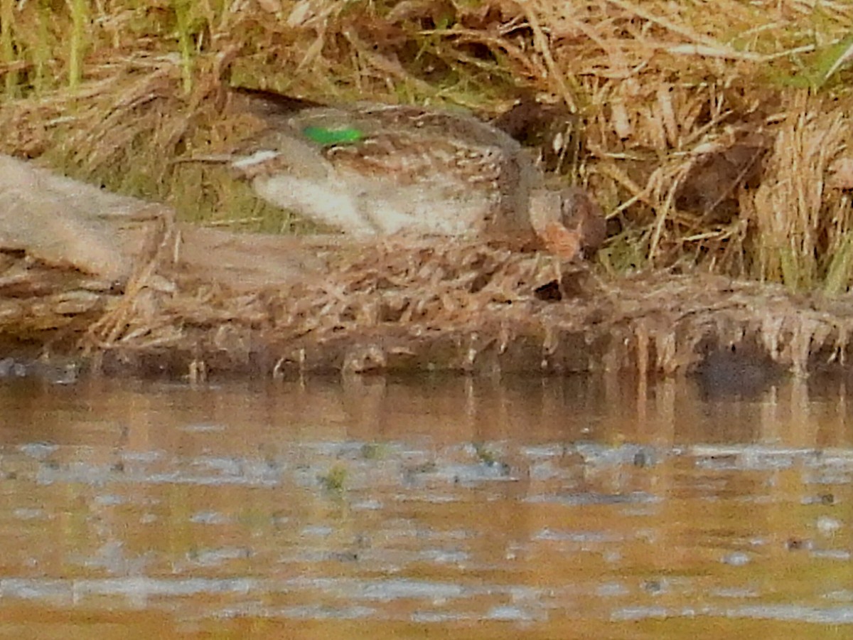 Green-winged Teal - ML609898739