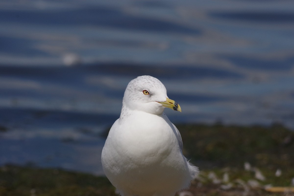 Ring-billed Gull - Alex Patia