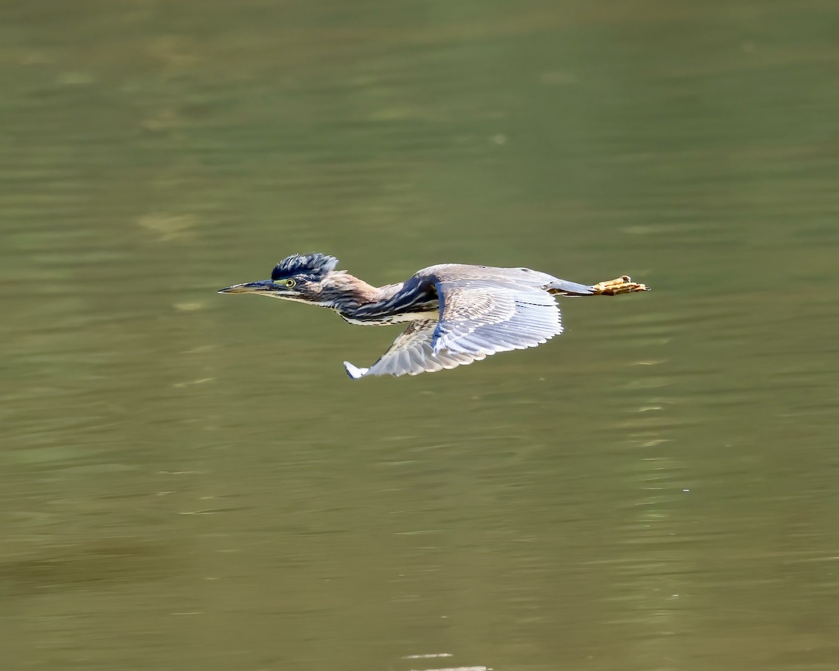 Green Heron - ML609898844