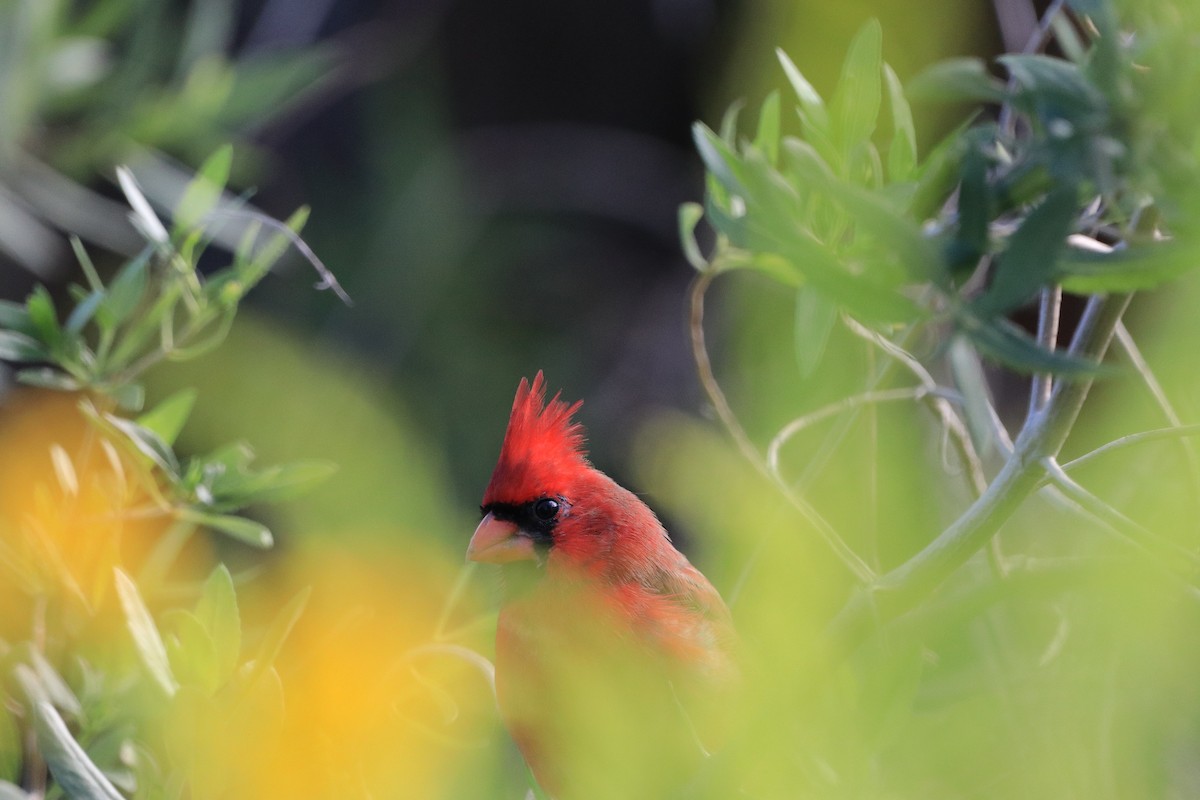 Cardinal rouge - ML609898869