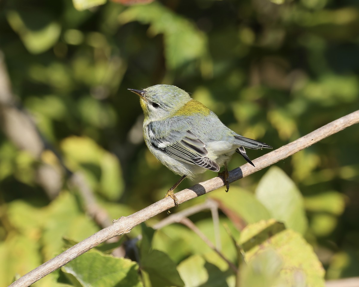 Northern Parula - ML609898880