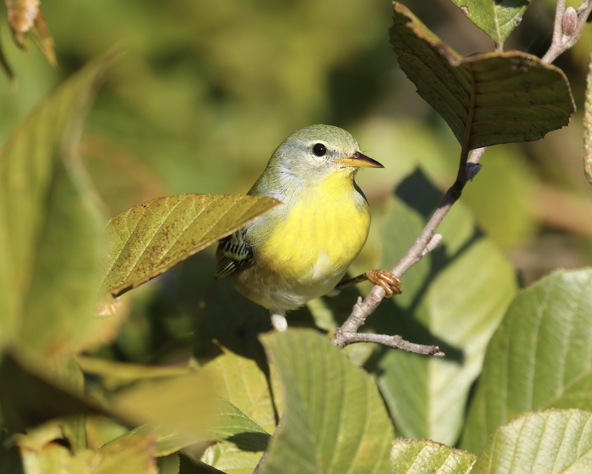 Northern Parula - ML609898881