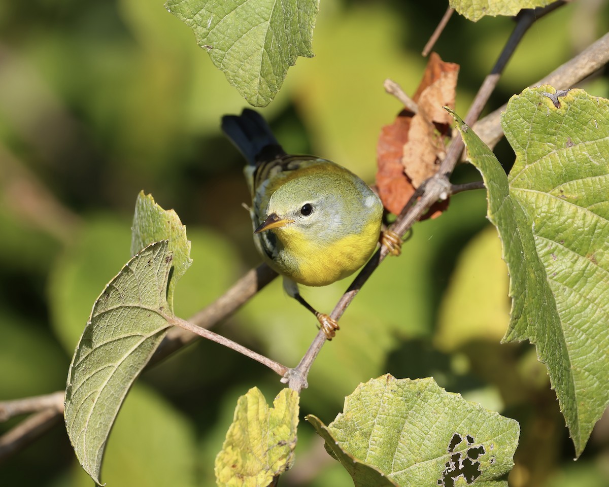 Northern Parula - ML609898882