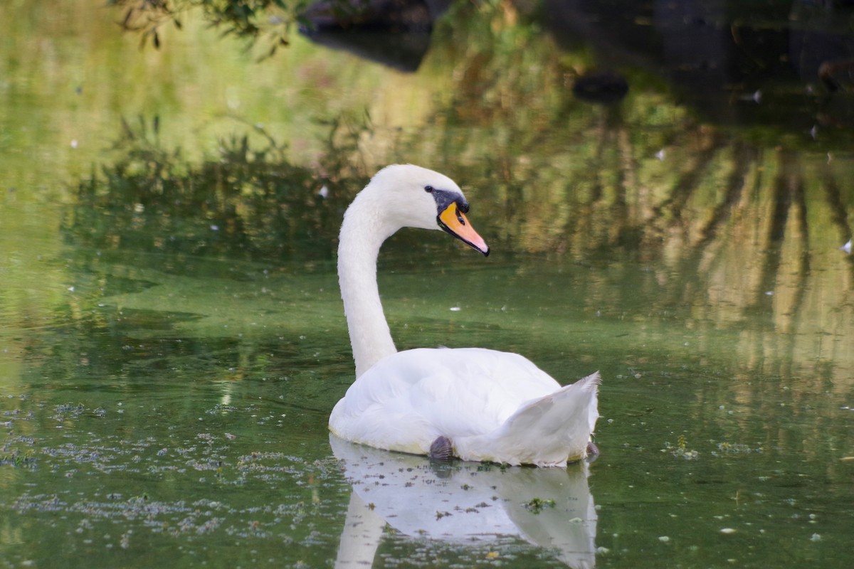 Mute Swan - ML609898941