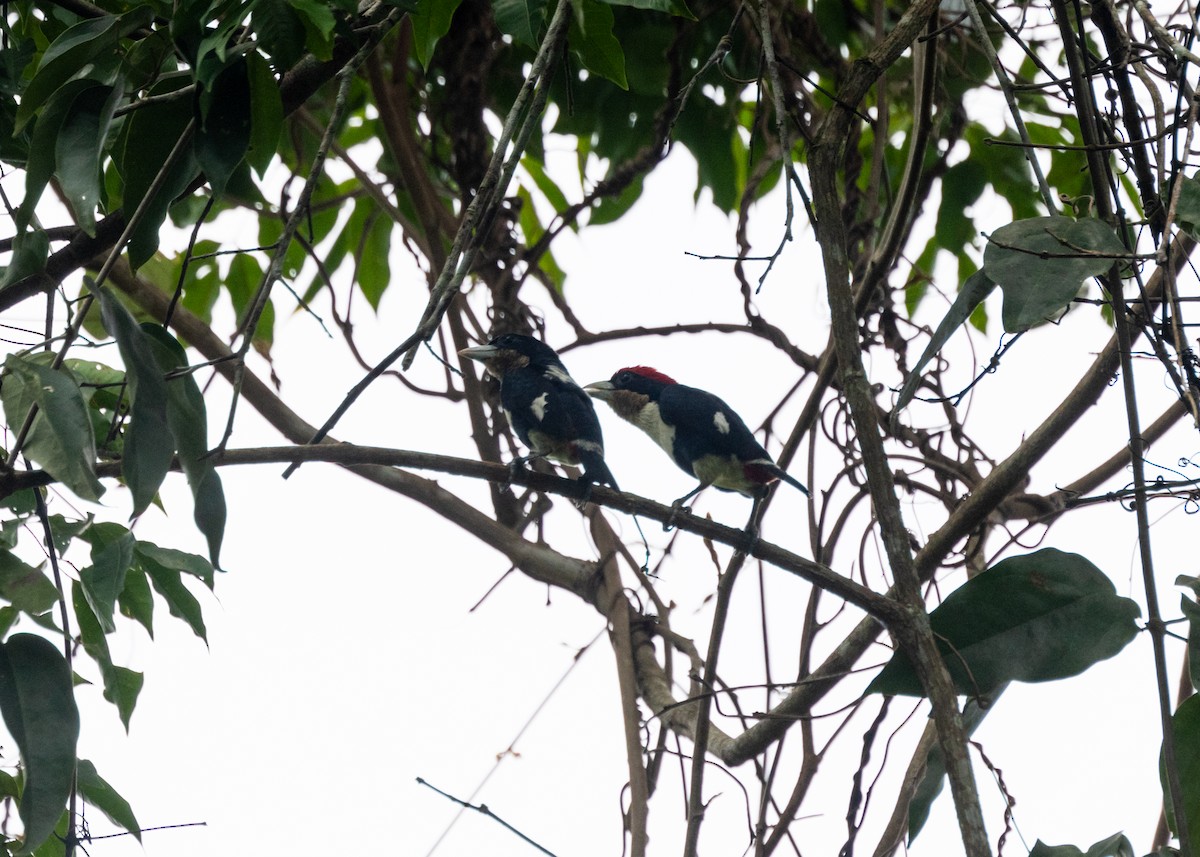 Kara Kesmeli Barbet - ML609898942