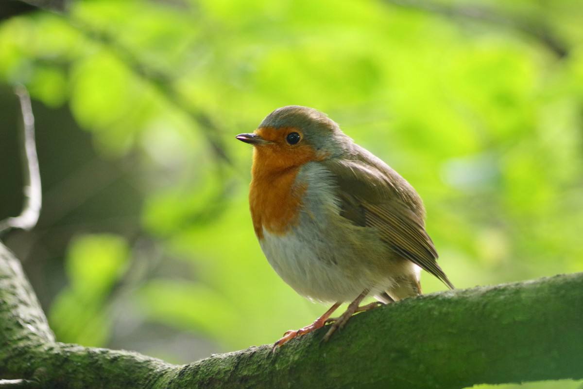 European Robin - ML609898958