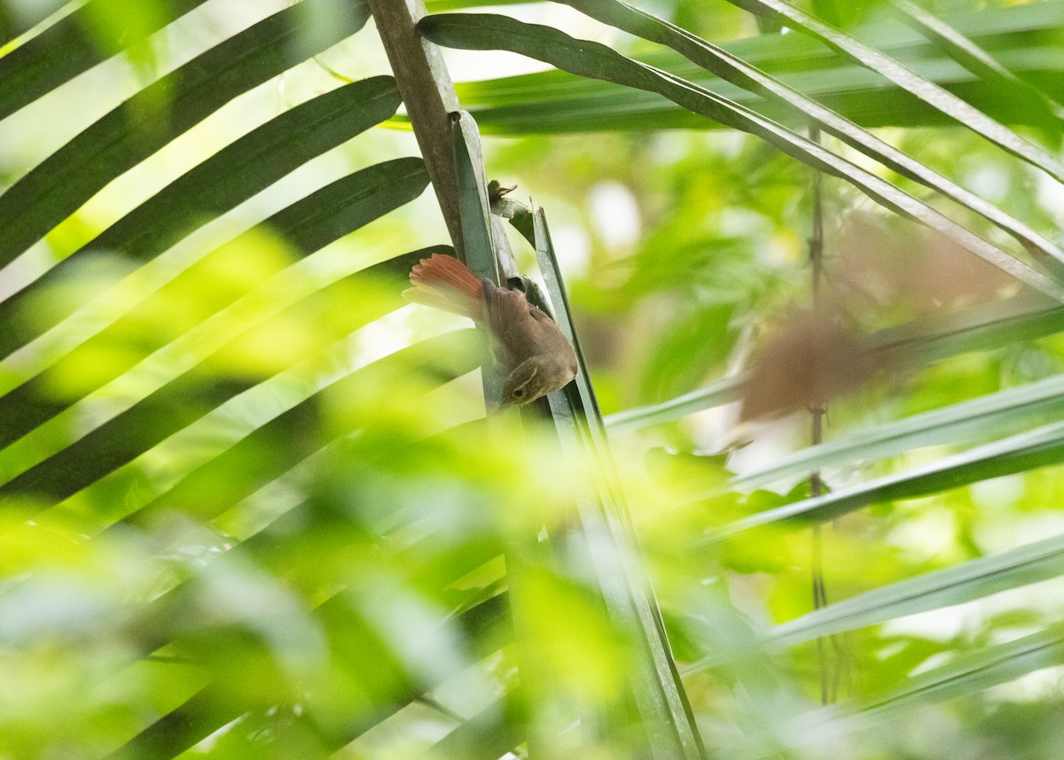 Rufous-rumped Foliage-gleaner - ML609898981