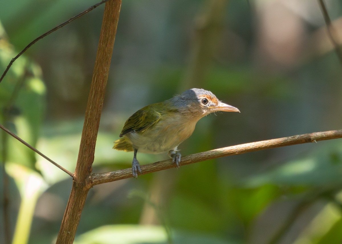 Buff-cheeked Greenlet - ML609898989