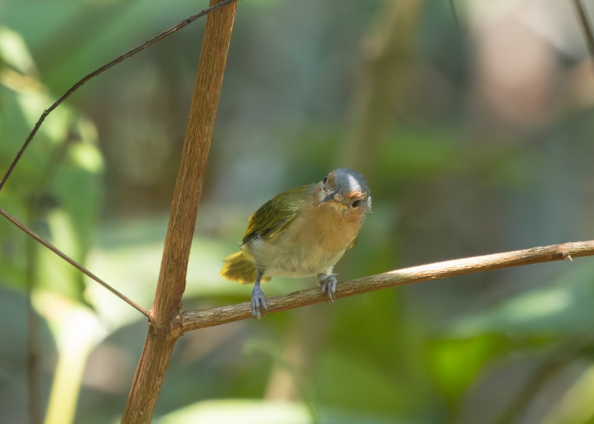 Buff-cheeked Greenlet - ML609898990