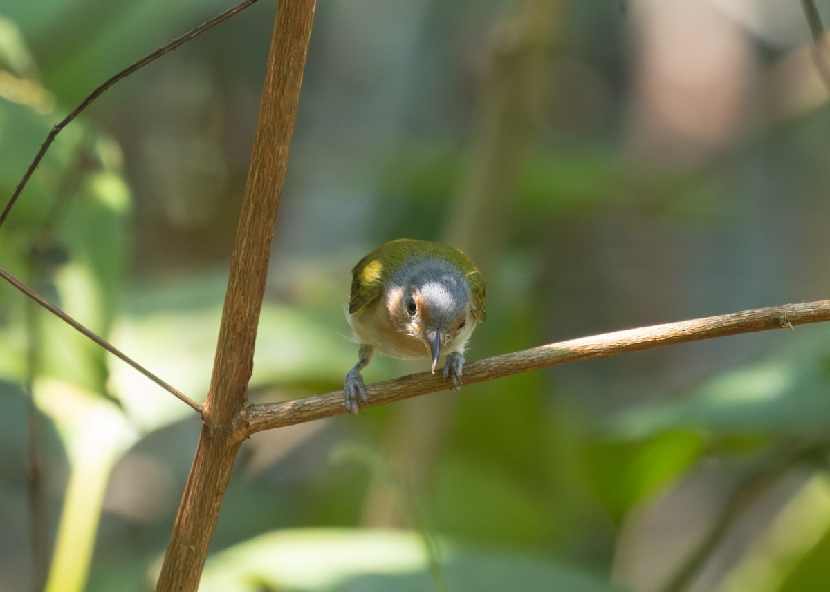 Buff-cheeked Greenlet - Silvia Faustino Linhares