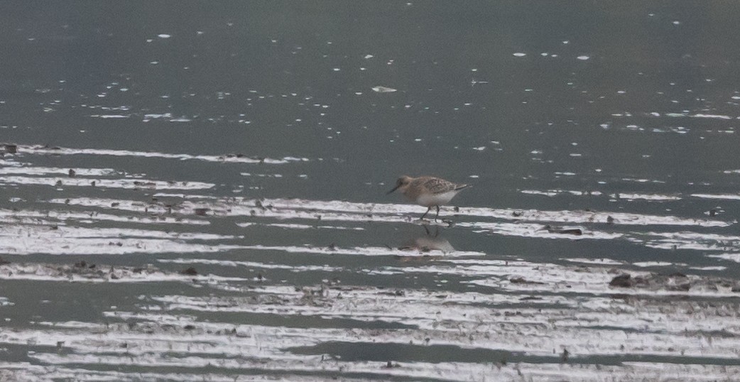 Baird's Sandpiper - Jay McGowan