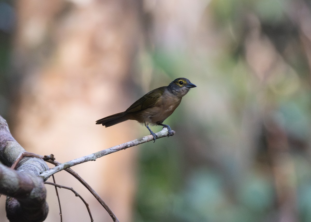 Fulvous-crested Tanager - Silvia Faustino Linhares