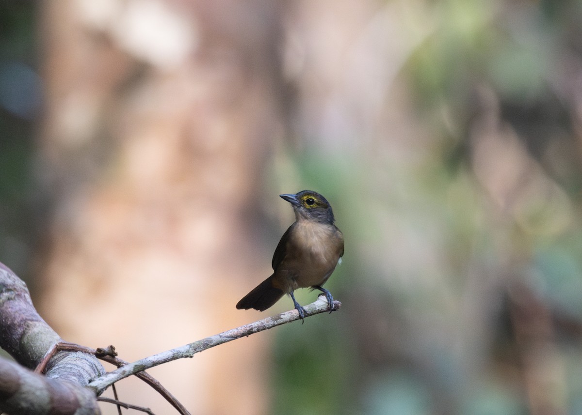 Fulvous-crested Tanager - Silvia Faustino Linhares