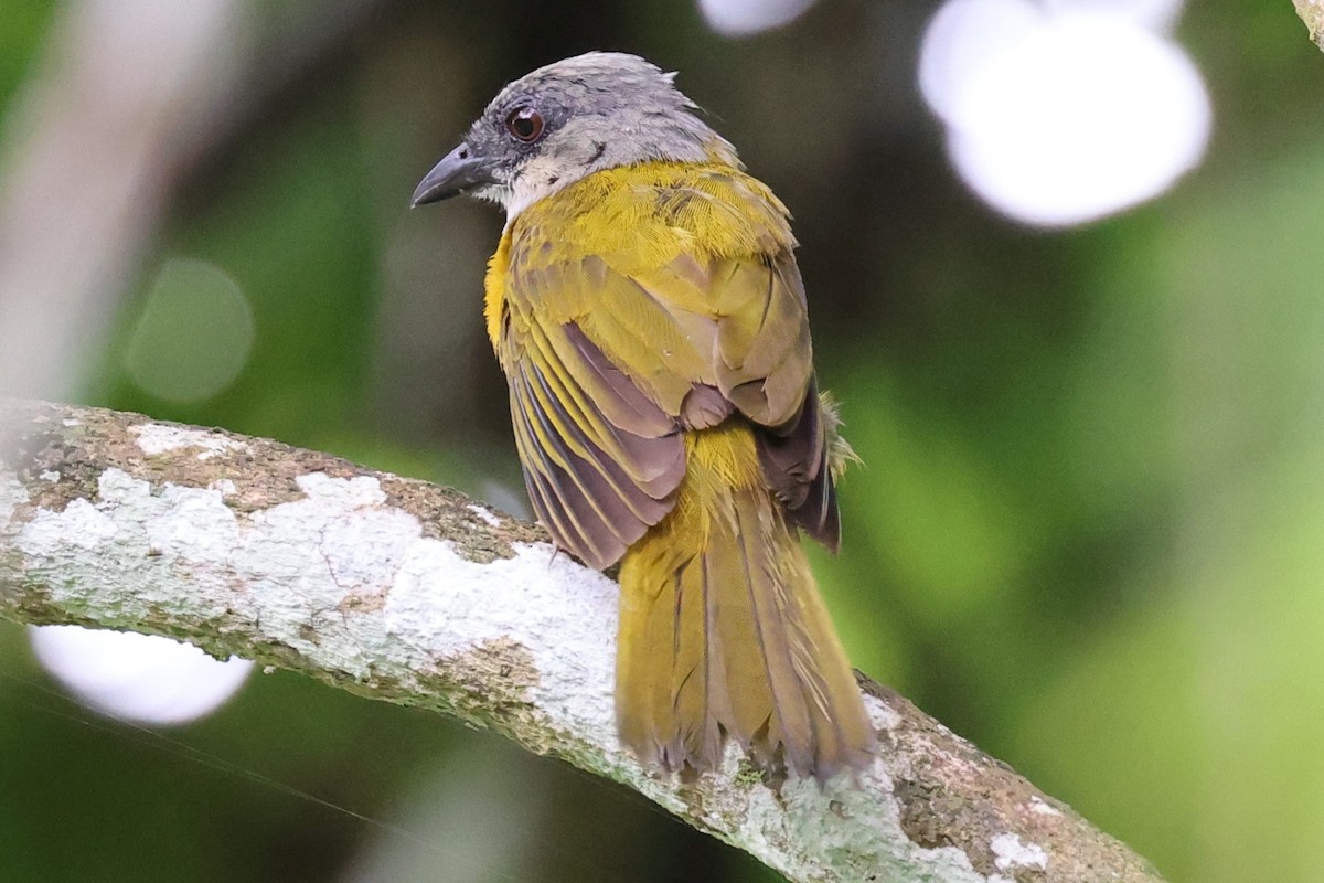 Gray-headed Tanager - ML609899036