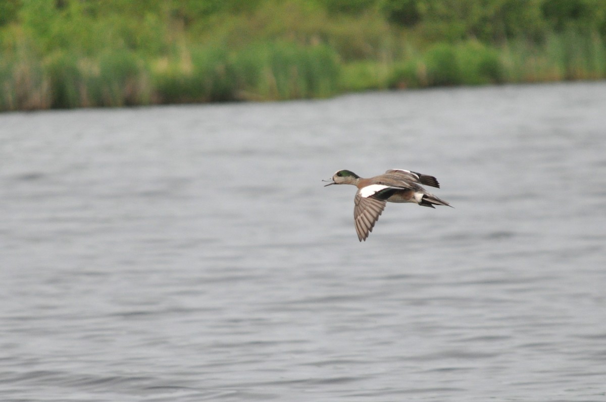 American Wigeon - ML609899241