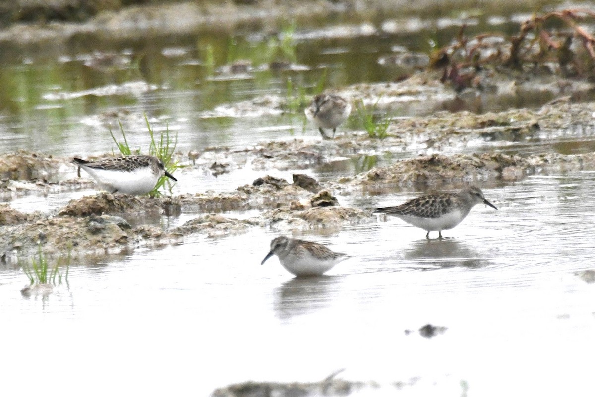 White-rumped Sandpiper - Kazumi Ohira