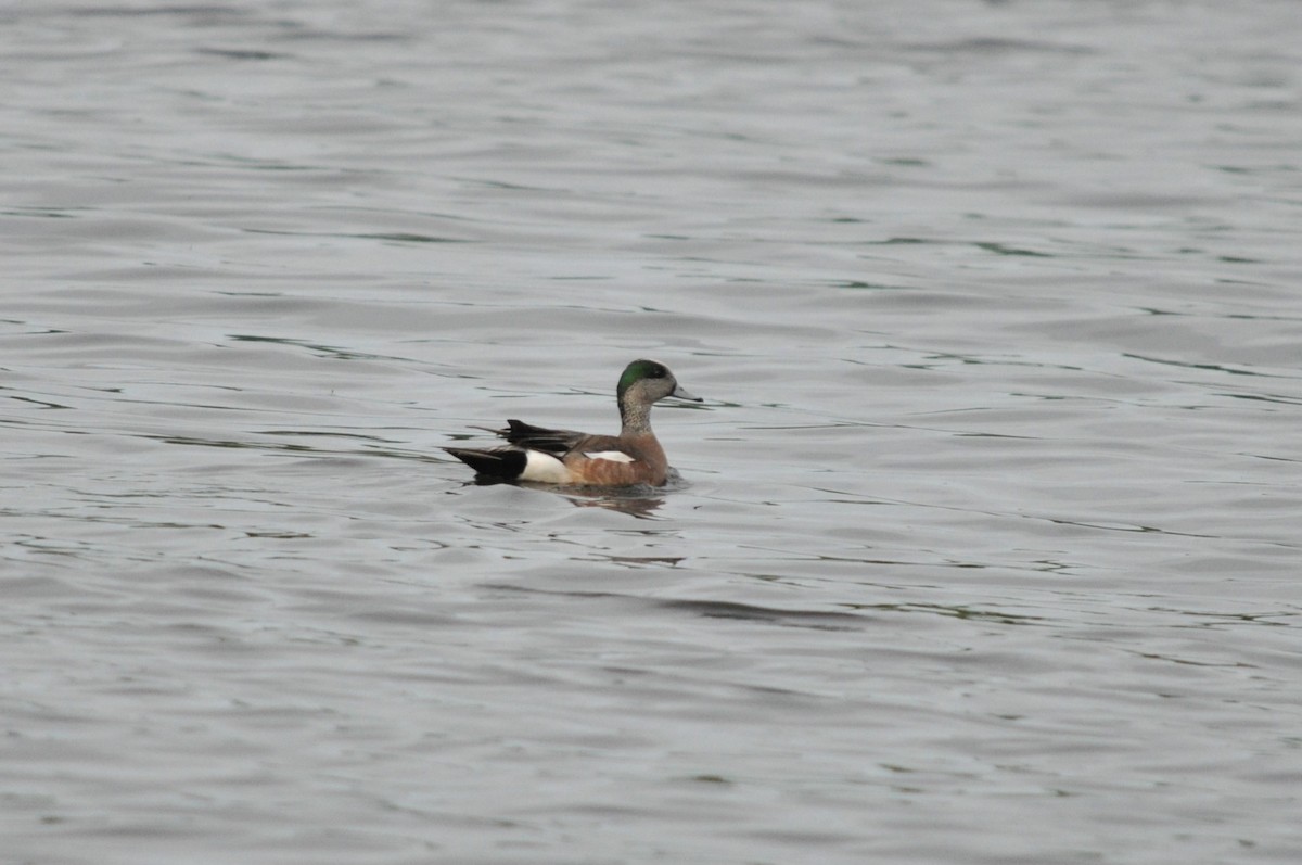 American Wigeon - 🦜 Daniel Correia 🦜