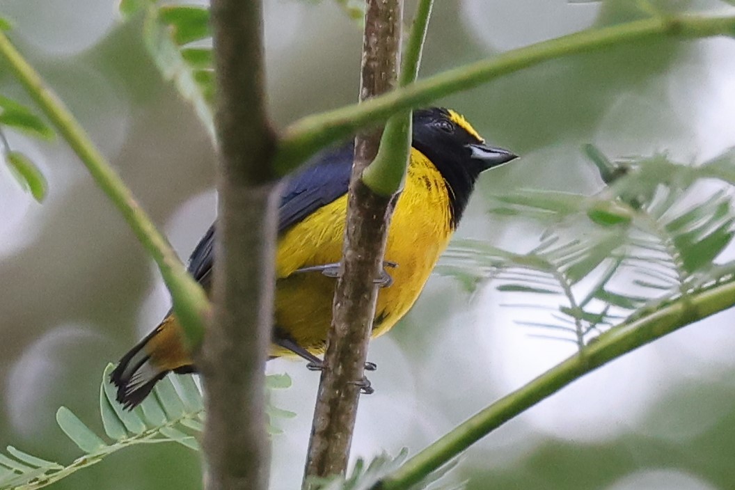 Fulvous-vented Euphonia - ML609899443