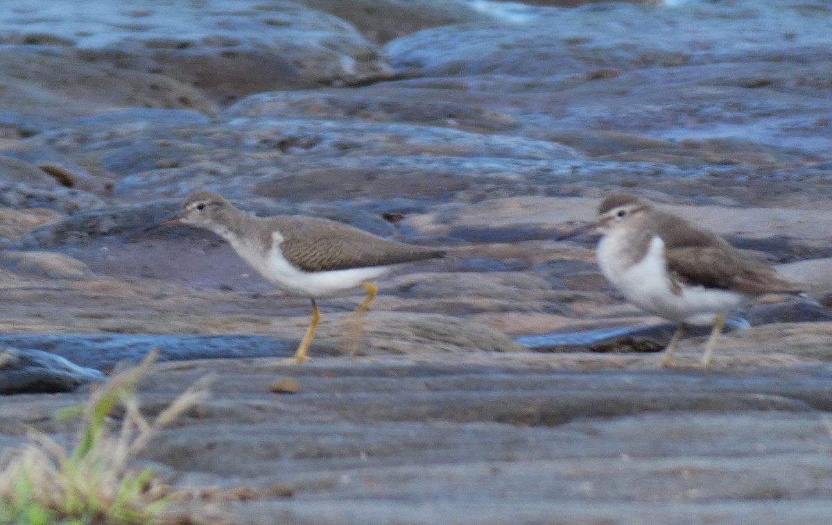 Spotted Sandpiper - ML609899548