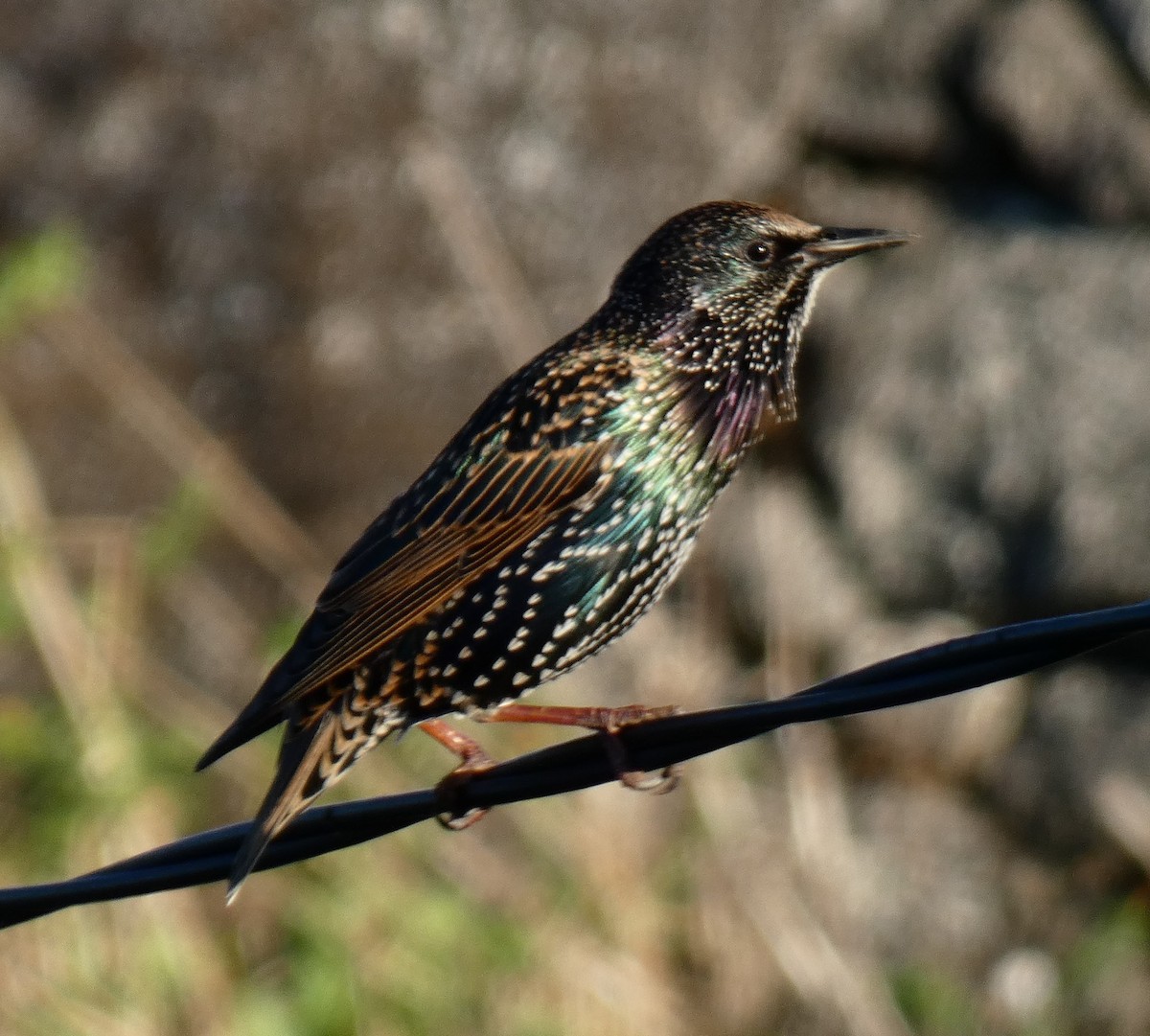 European Starling - ML609899580