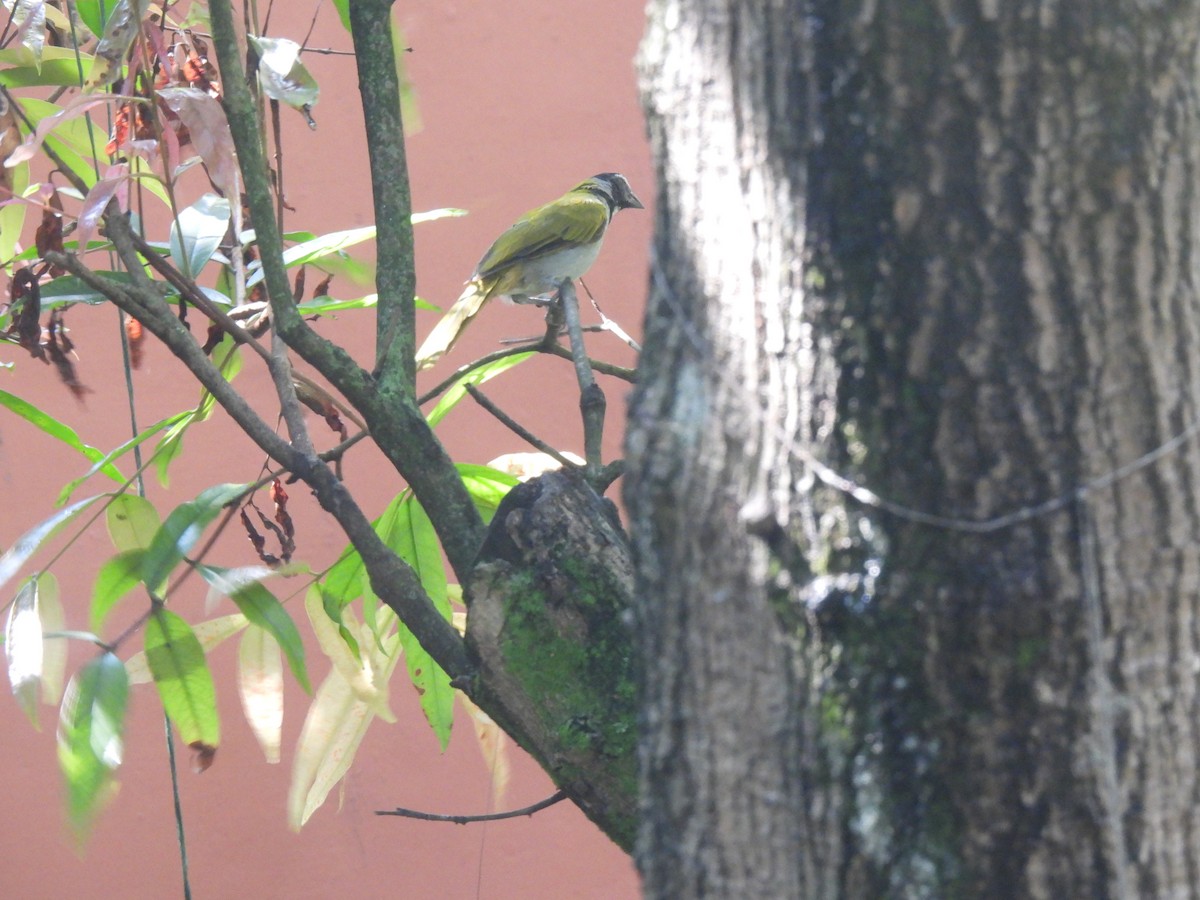 Black-headed Saltator - María Eugenia Paredes Sánchez