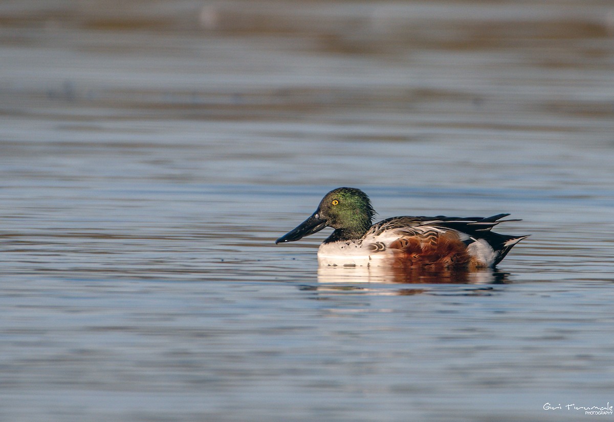 Northern Shoveler - ML609899620