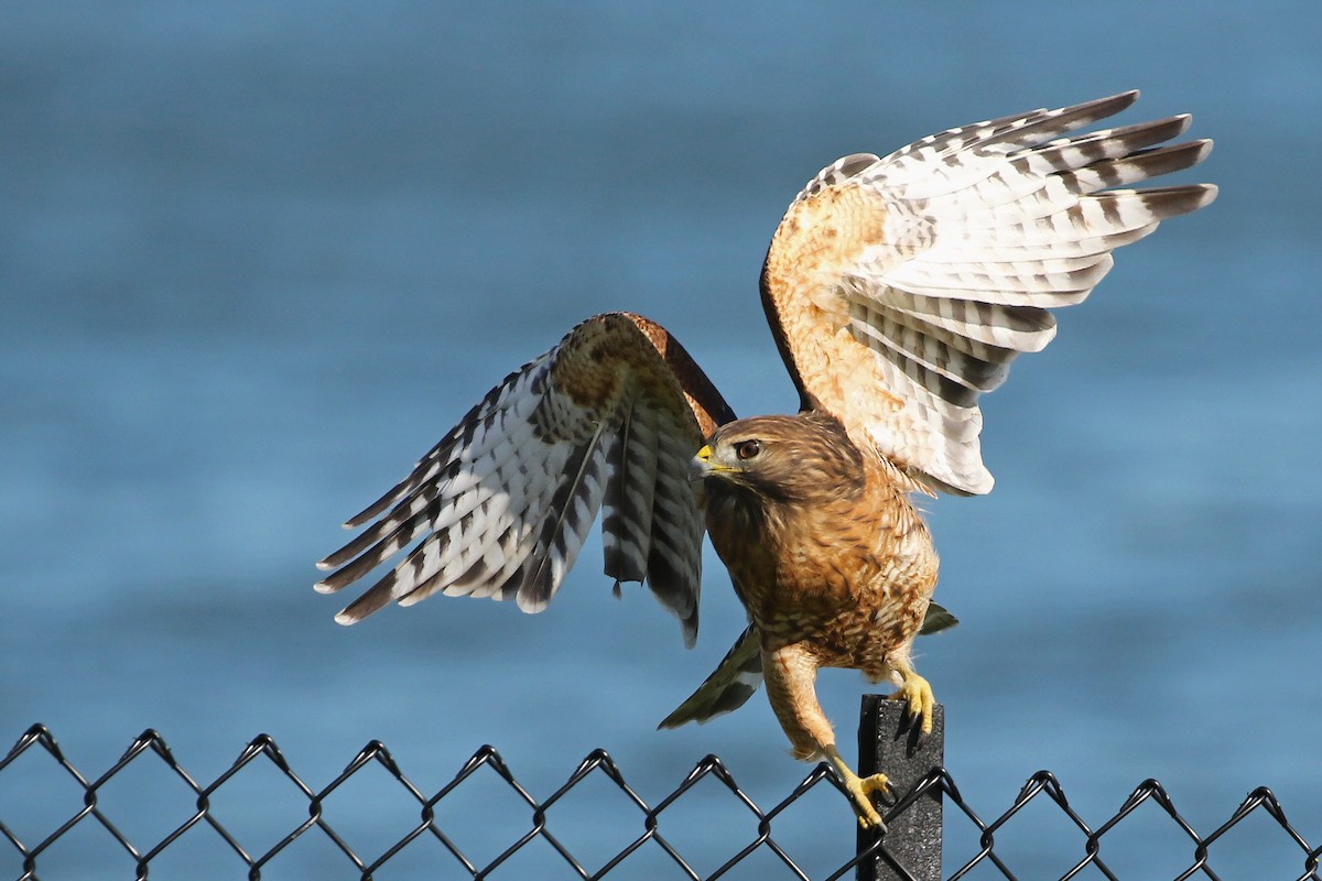 Red-shouldered Hawk - Jeffrey Offermann