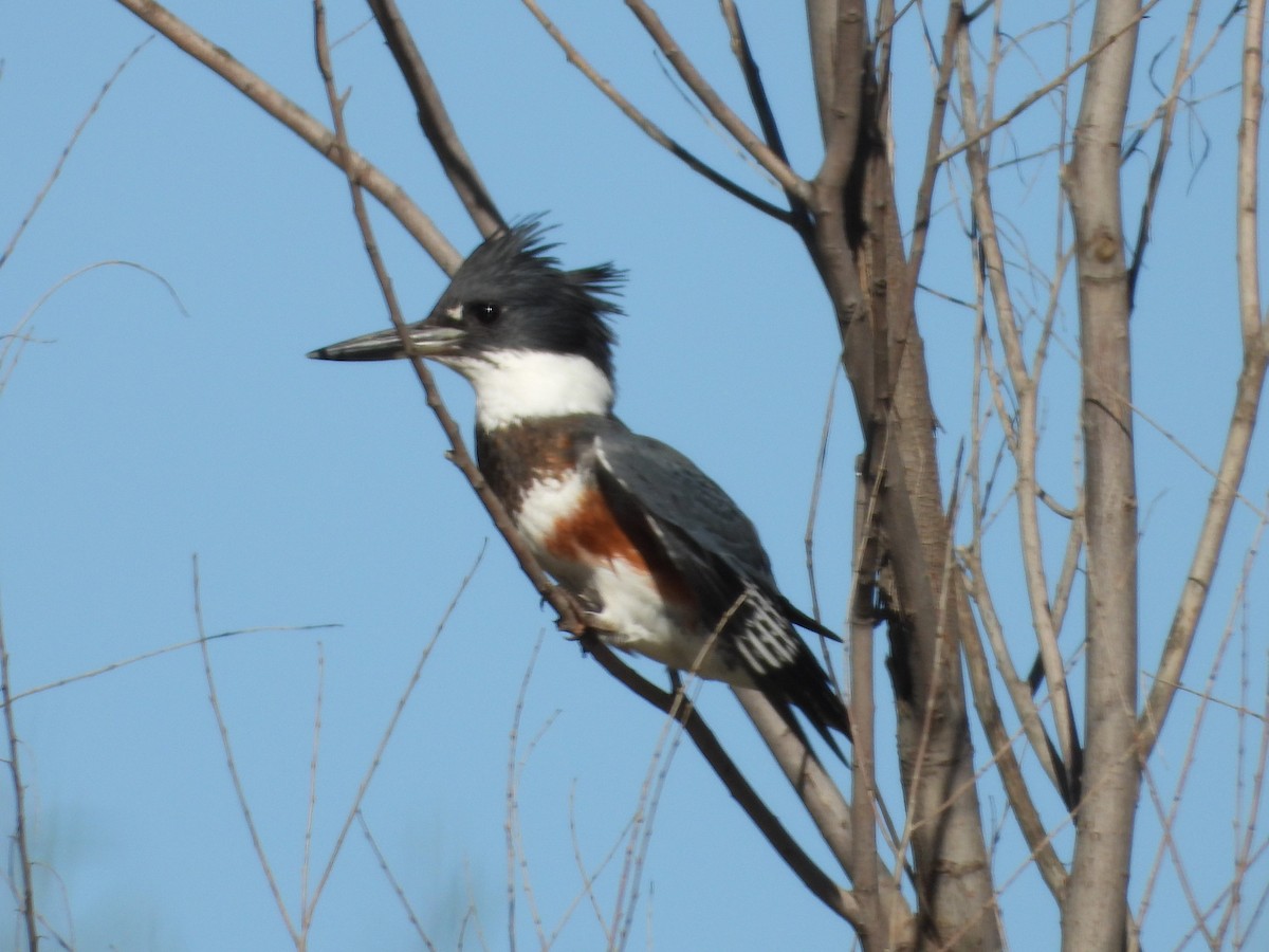 Belted Kingfisher - ML609899681