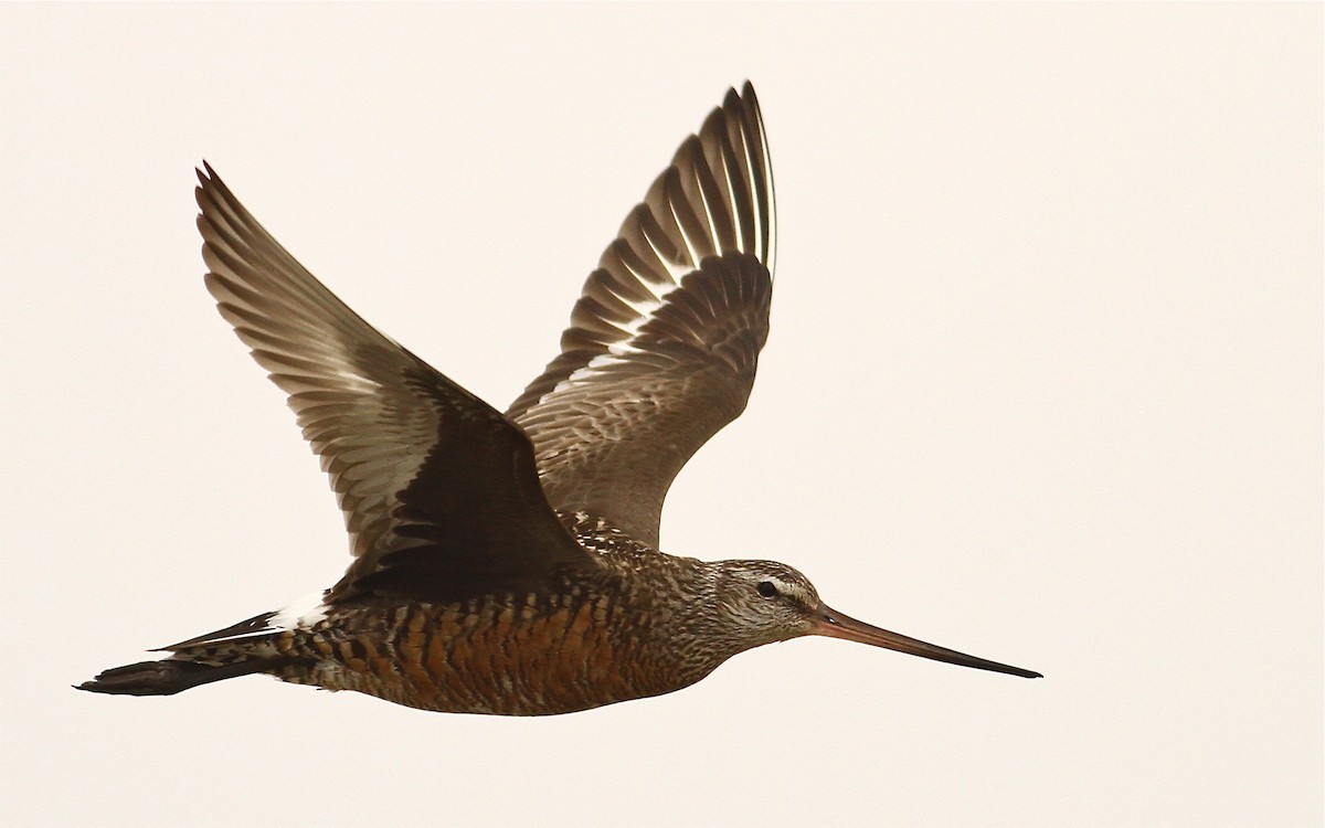 Hudsonian Godwit - Luke Seitz