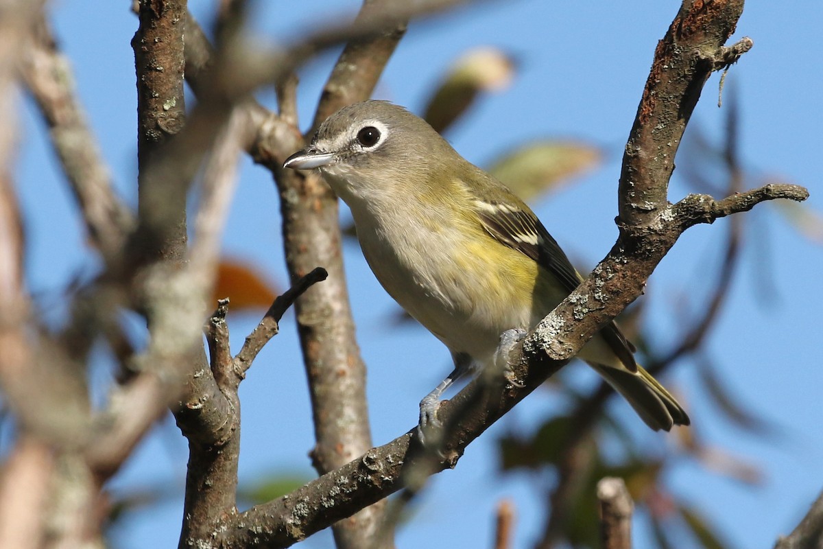 Mavi Başlı Vireo - ML609899738