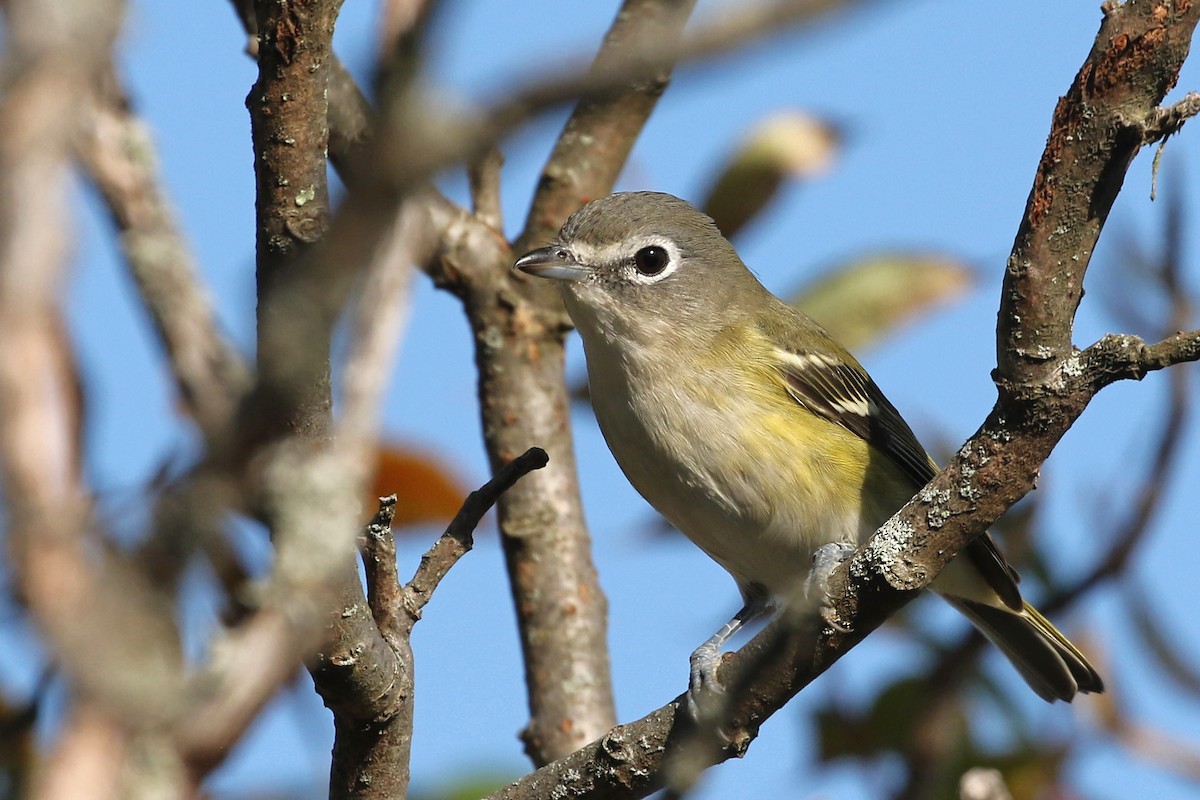 Blue-headed Vireo - Jeffrey Offermann