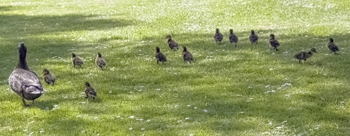 Mallard x Pacific Black Duck (hybrid) - ML609899817