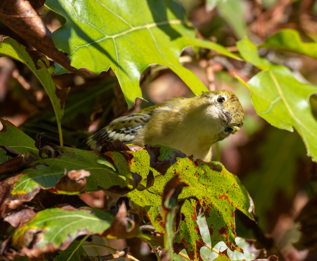 Bay-breasted Warbler - Scott Murphy