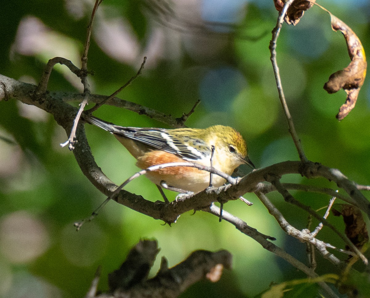 Bay-breasted Warbler - ML609900068
