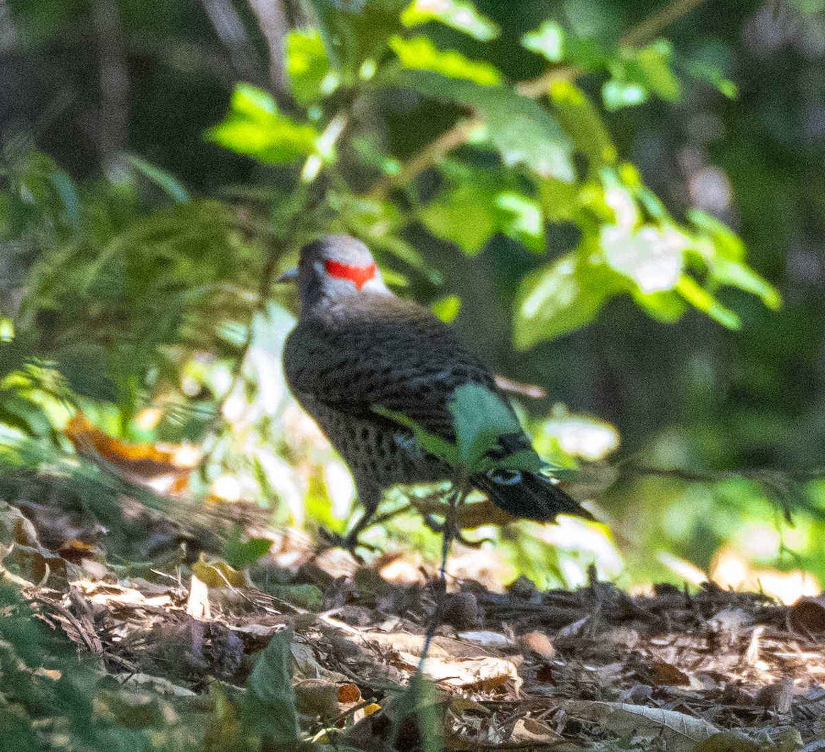 Northern Flicker - ML609900099