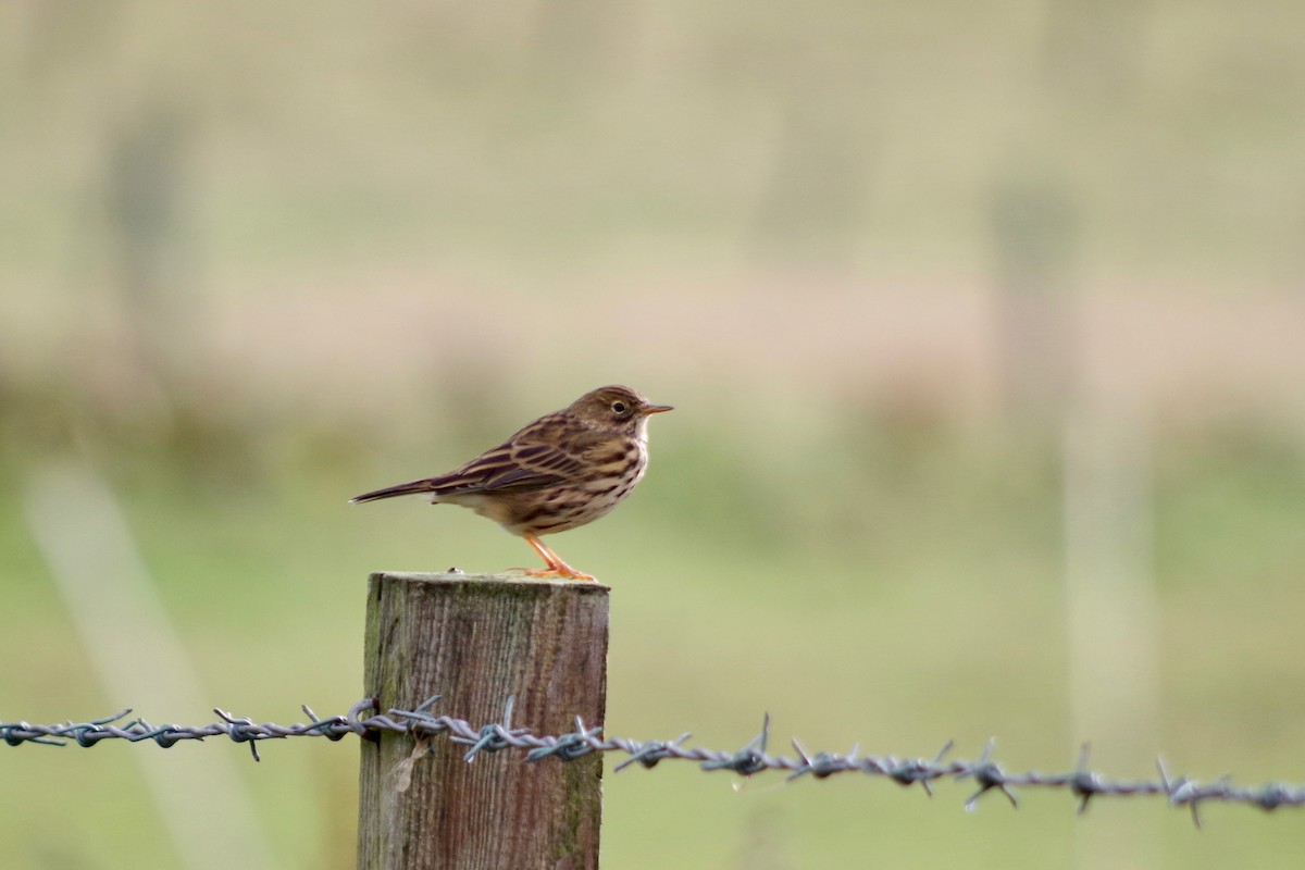 Pipit farlouse - ML609900193