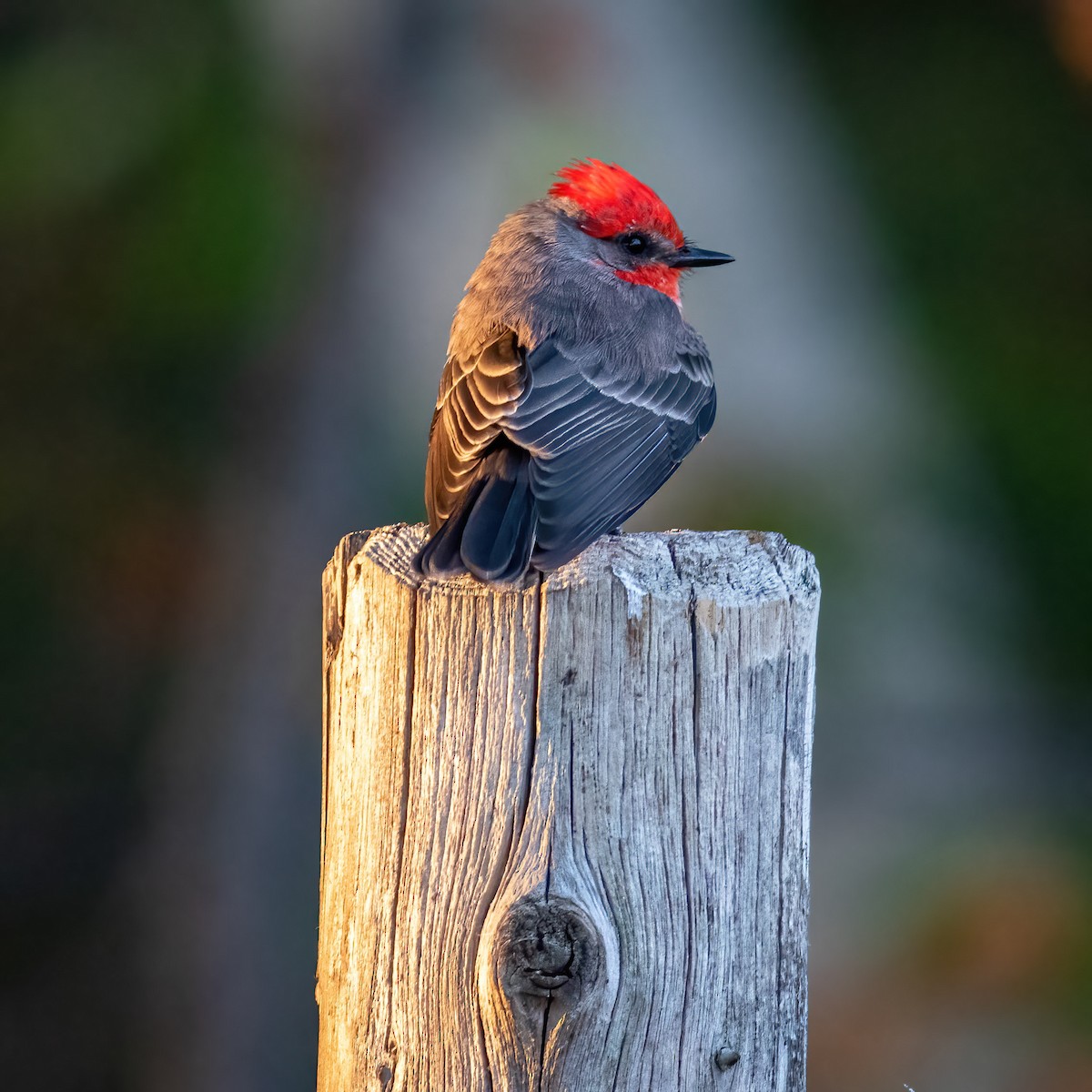 Vermilion Flycatcher - ML609900299