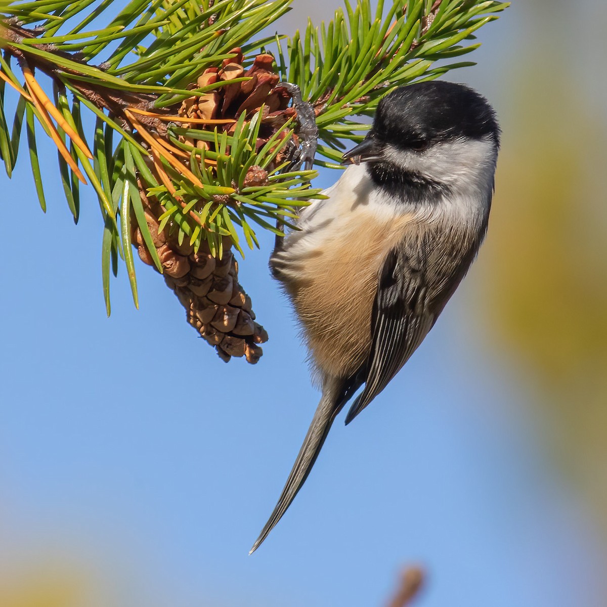 Black-capped Chickadee - ML609900338