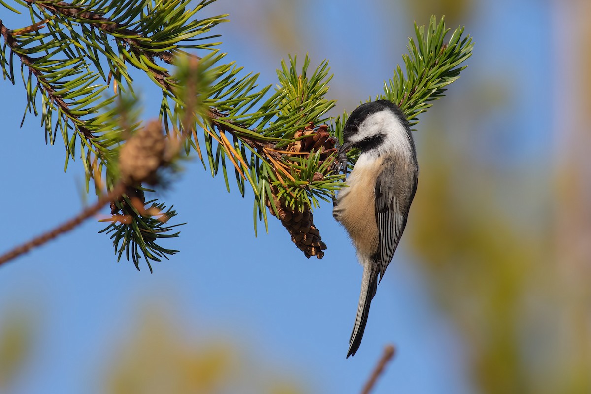 Black-capped Chickadee - ML609900339