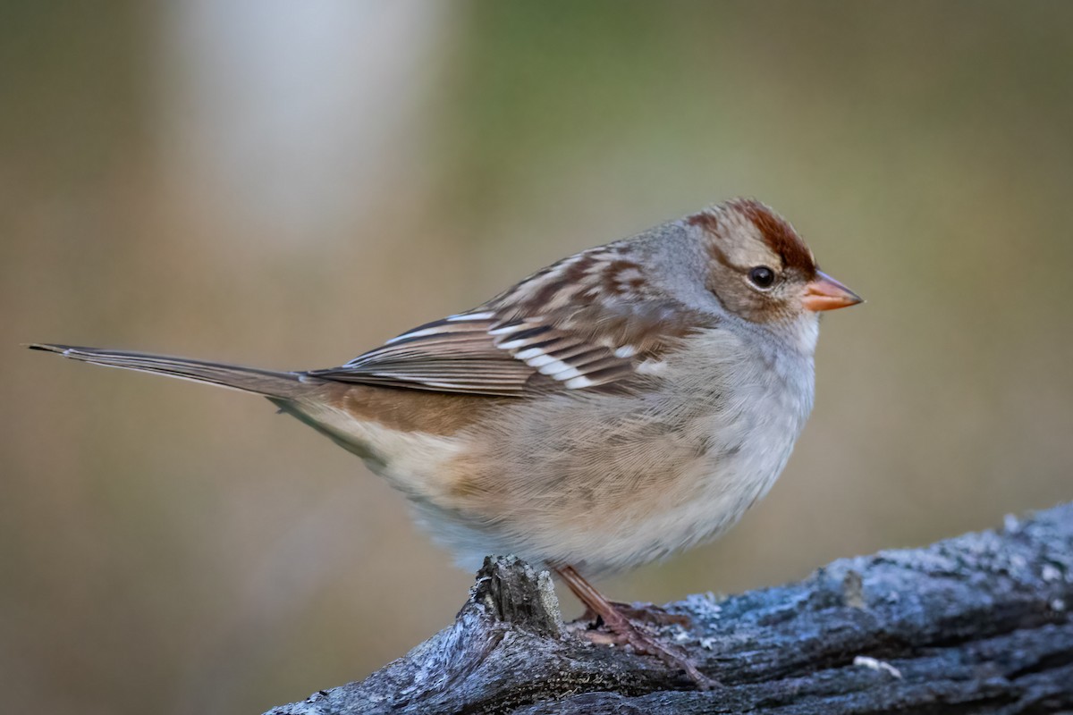 White-crowned Sparrow - ML609900402