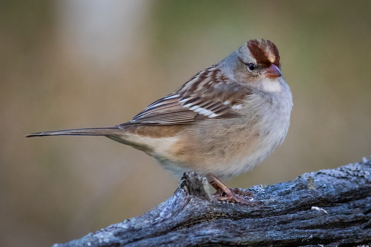 White-crowned Sparrow - ML609900403