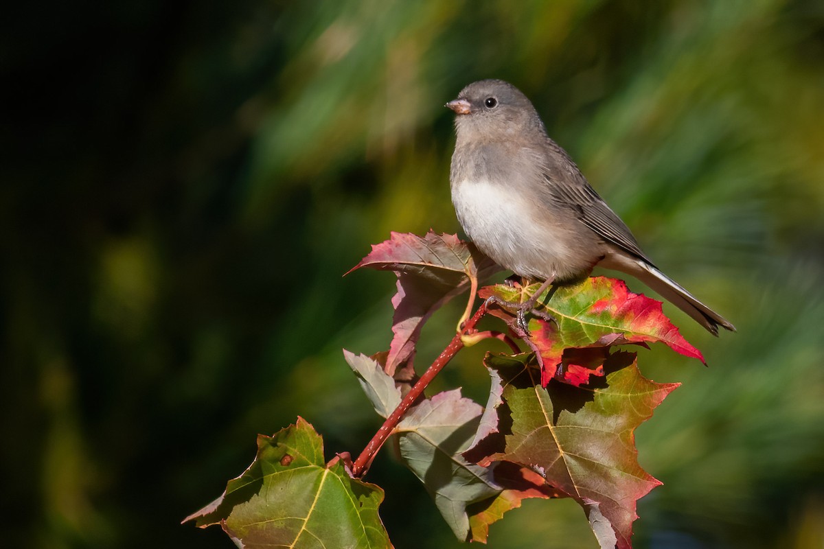 Dark-eyed Junco - ML609900425